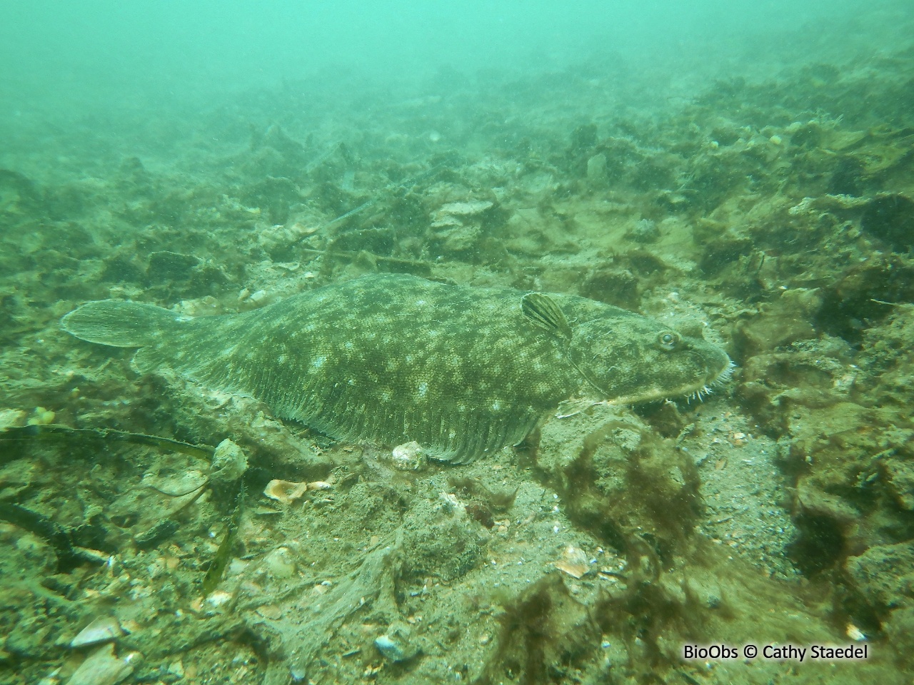 Barbue - Scophthalmus rhombus - Cathy Staedel - BioObs