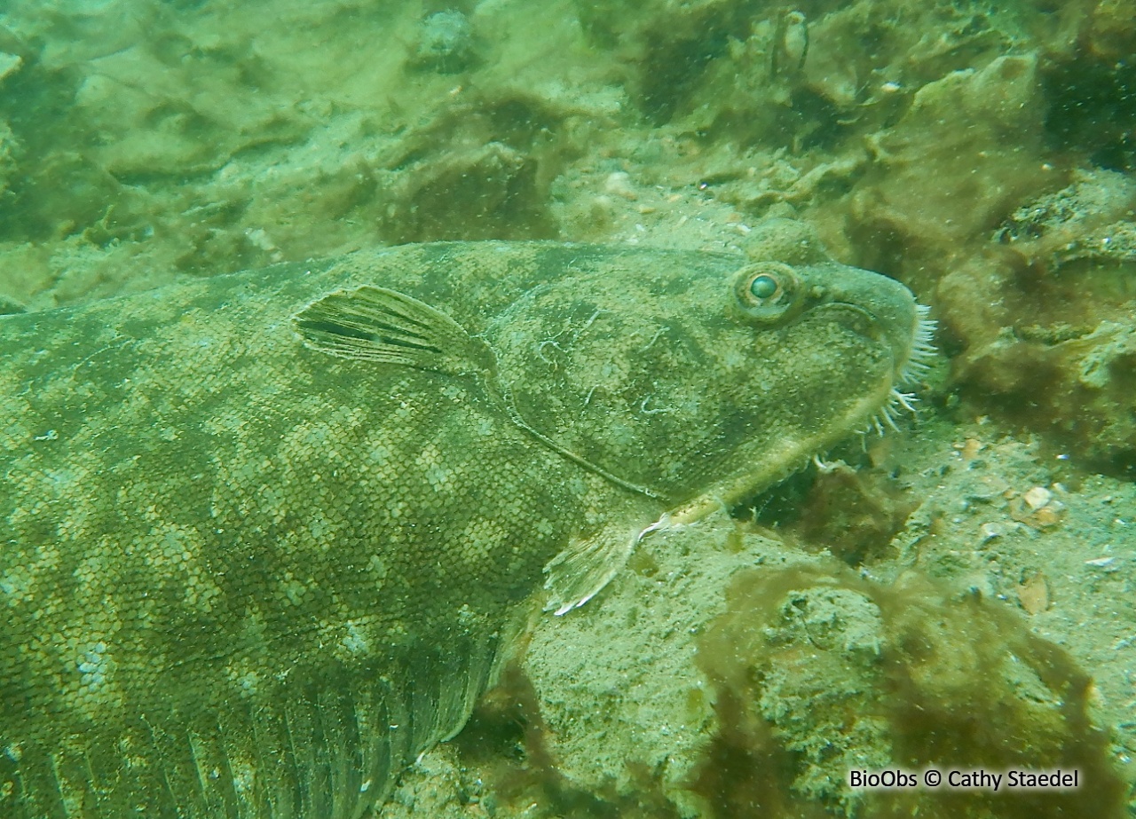 Barbue - Scophthalmus rhombus - Cathy Staedel - BioObs
