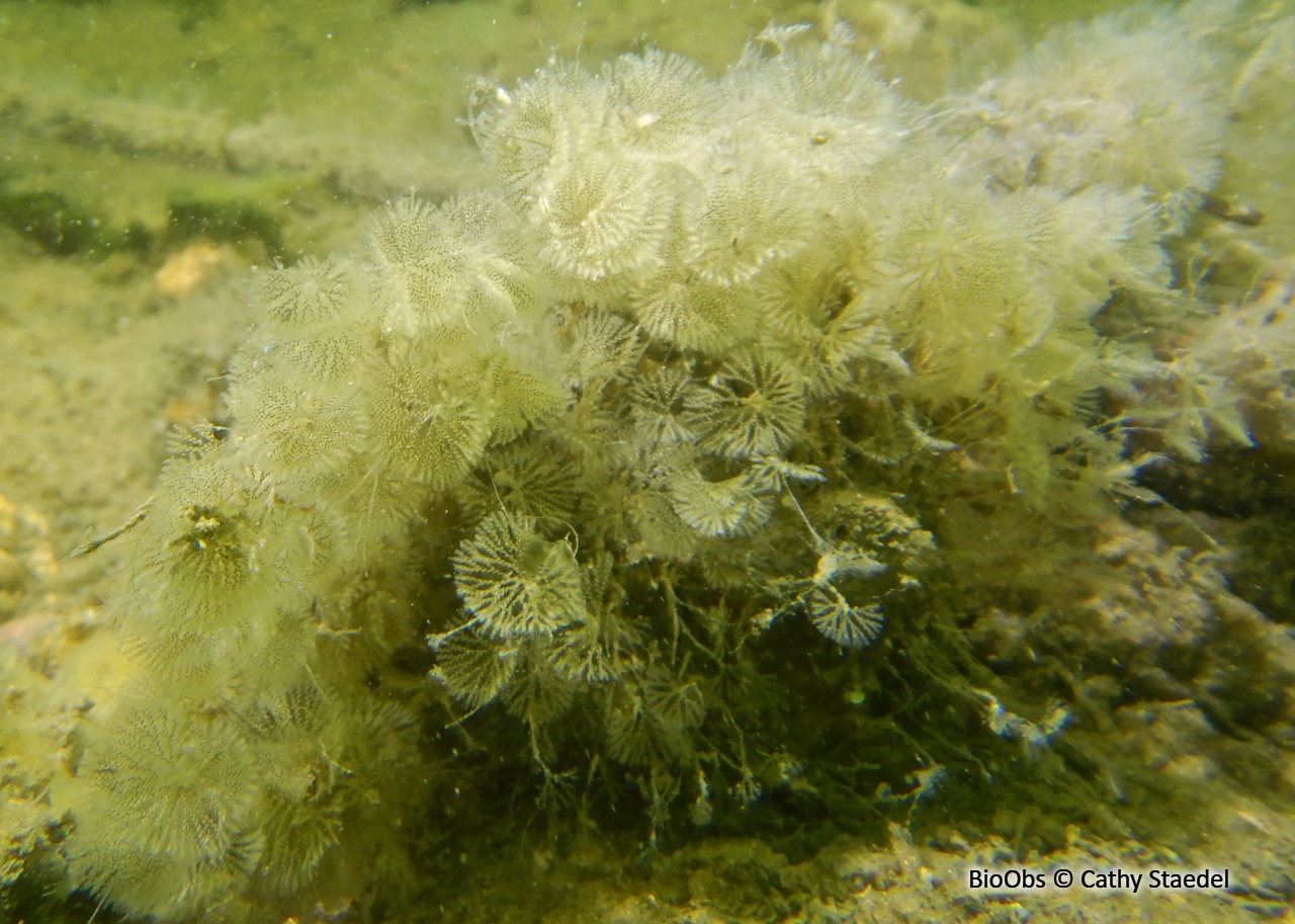 Caulibugula zanzibariensis - Caulibugula zanzibariensis - Cathy Staedel - BioObs