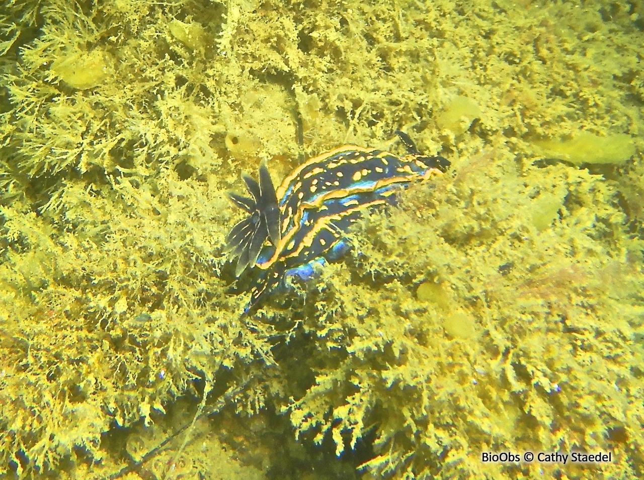 Doris cantabrique - Felimare cantabrica - Cathy Staedel - BioObs