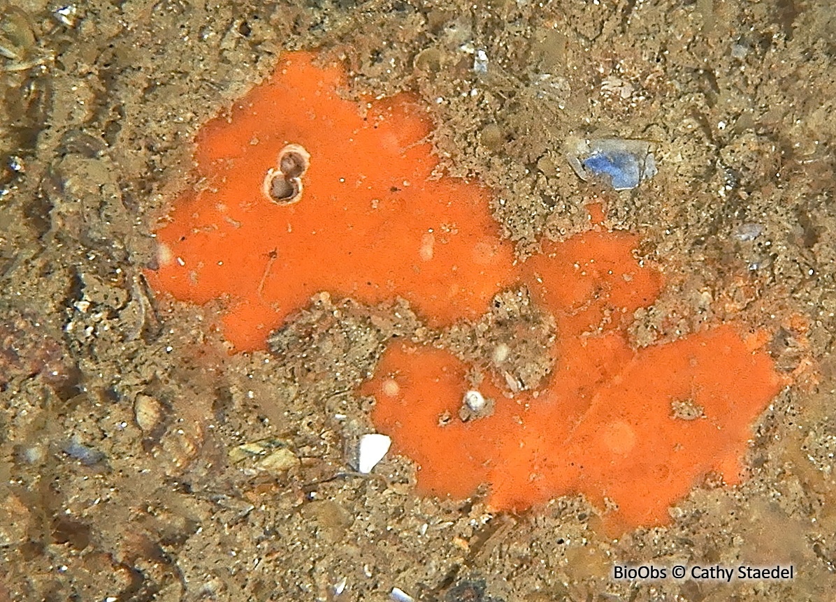 Eponge encroûtante rouge sang - Clathria (Microciona) atrasanguinea - Cathy Staedel - BioObs