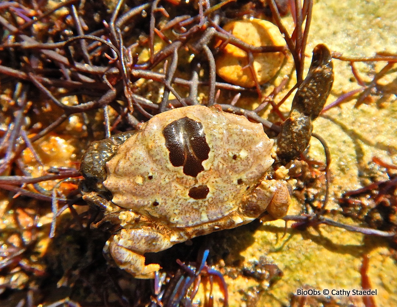 Crabe de pierre - Xantho hydrophilus - Cathy Staedel - BioObs