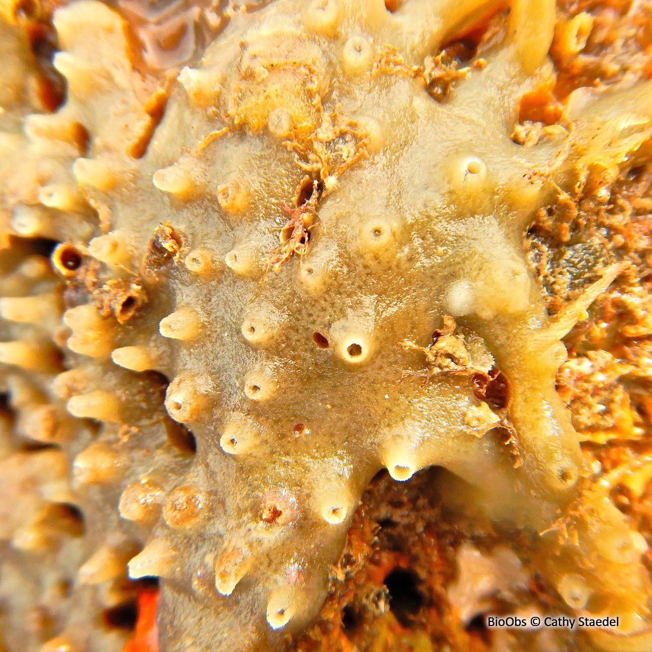 Eponge mie de pain - Halichondria (Halichondria) panicea - Cathy Staedel - BioObs