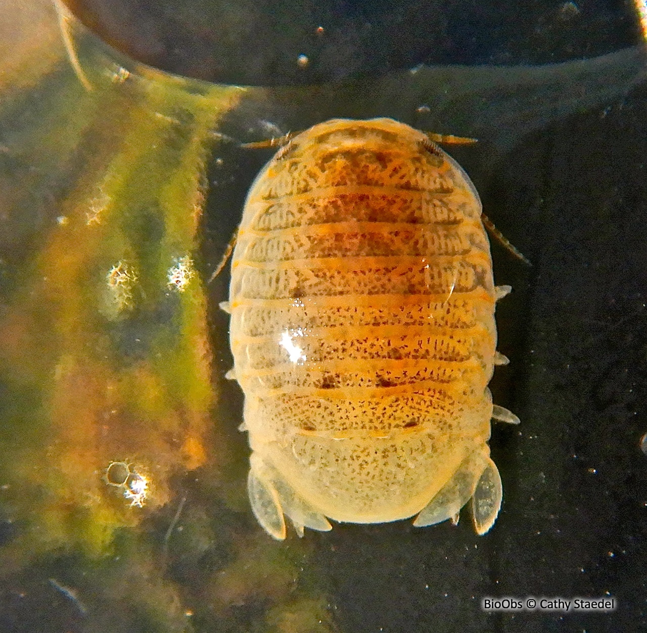 Sphéromiens - Sphaeromatidae sp. - Cathy Staedel - BioObs