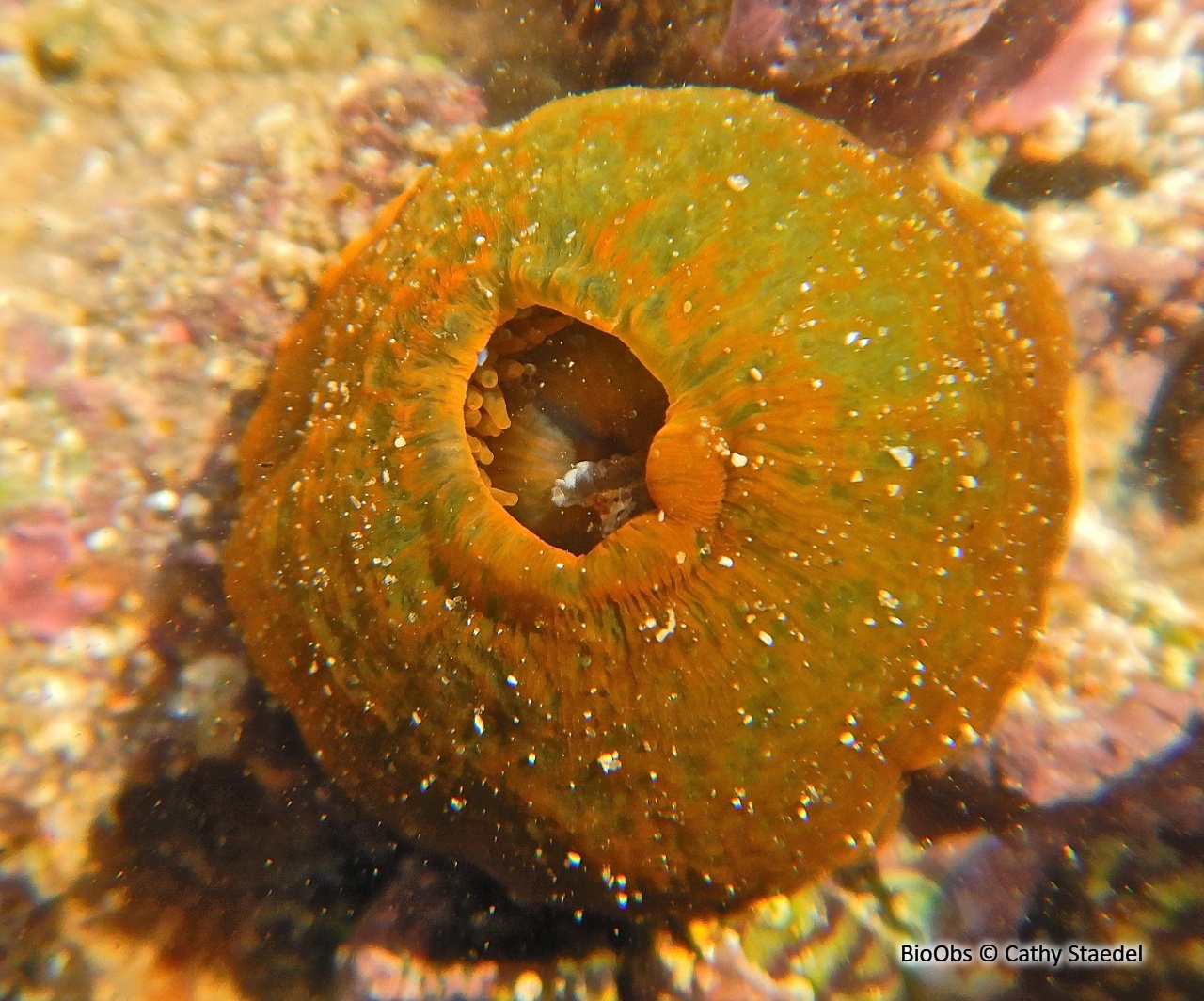 Tomate de mer de l'Atlantique - Actinia equina - Cathy Staedel - BioObs