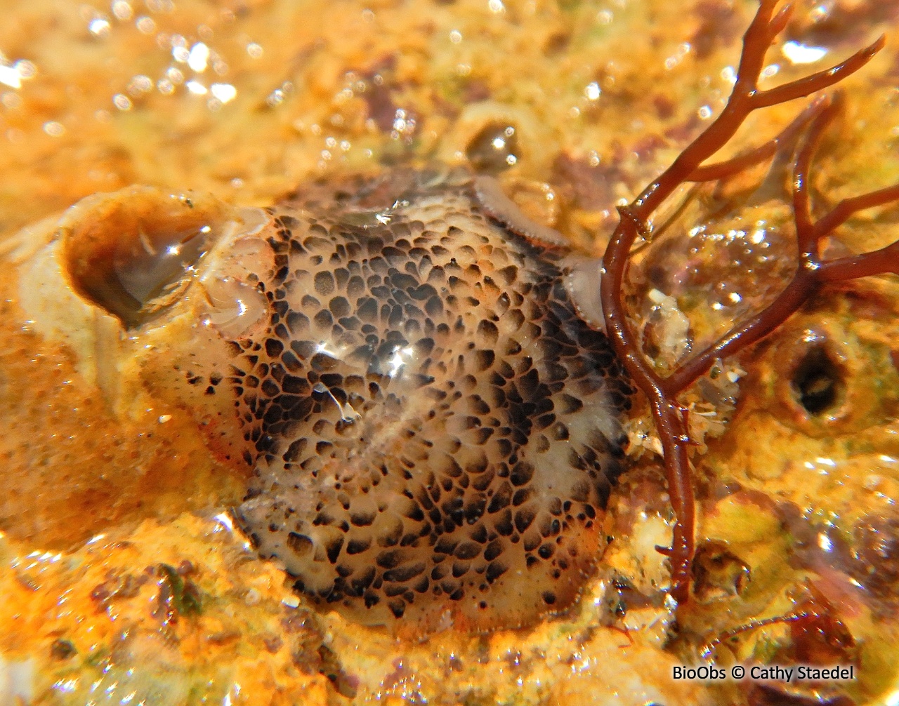 Ver plat à papilles - Thysanozoon brocchii - Cathy Staedel - BioObs