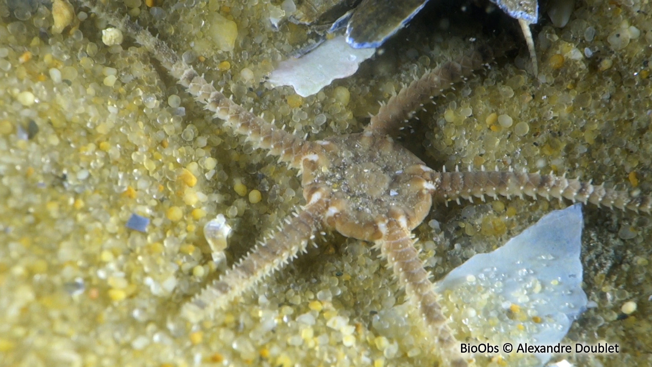 Ophiure blanche - Ophiura albida - Alexandre Doublet - BioObs