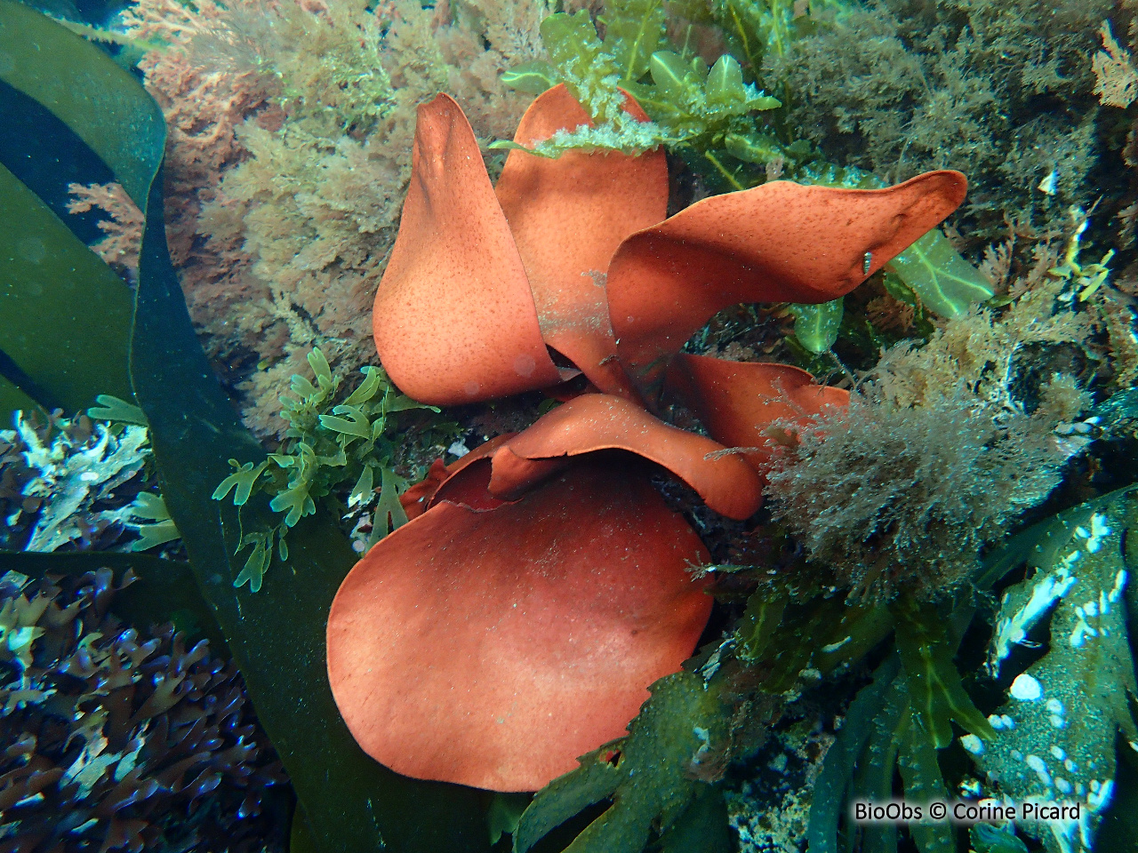 Steak de mer - Dilsea carnosa - Corine Picard - BioObs