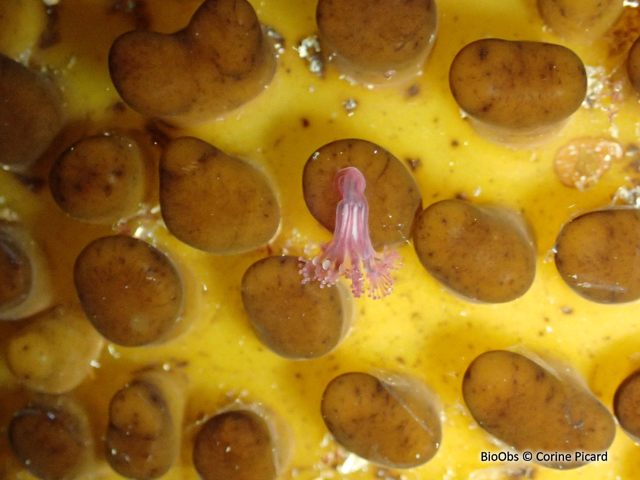 Petite lucernaire à boutons - Haliclystus octoradiatus - Corine Picard - BioObs