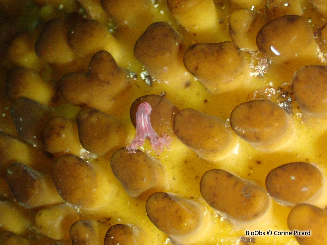 Petite lucernaire à boutons - Haliclystus octoradiatus - Corine Picard - BioObs