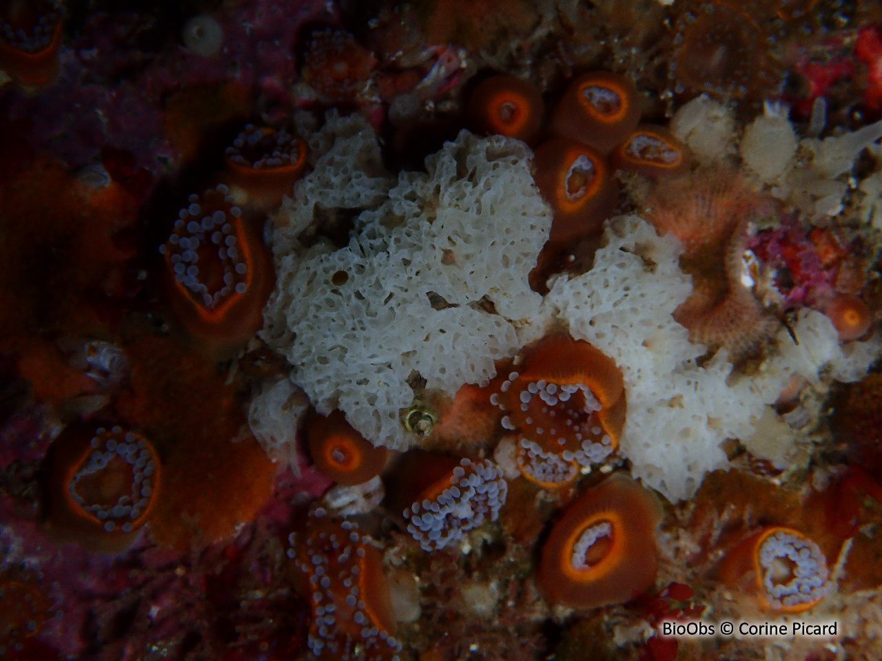 Clathrine blanche - Ascandra contorta - Corine Picard - BioObs
