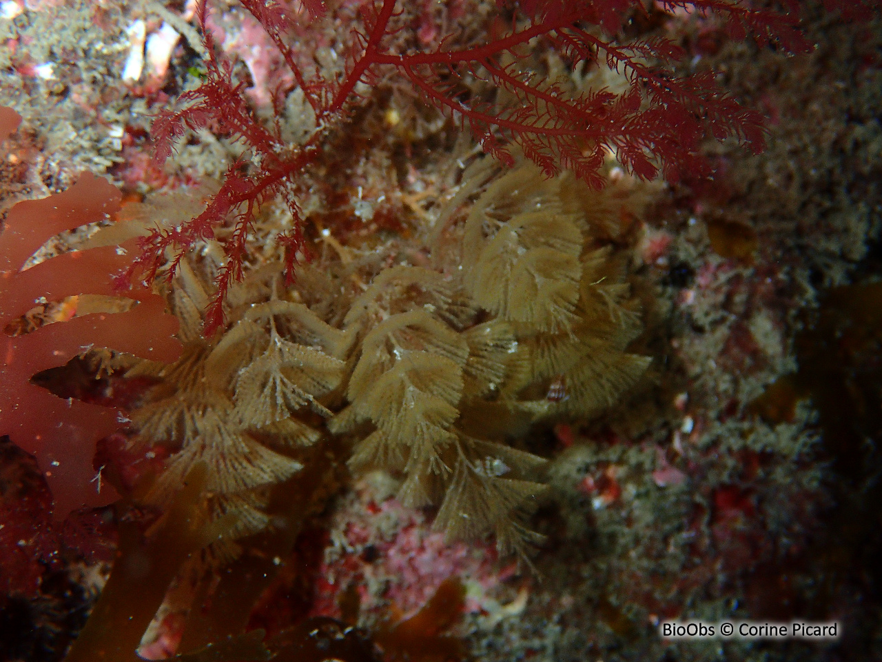 Bugule plumeuse - Crisularia plumosa - Corine Picard - BioObs