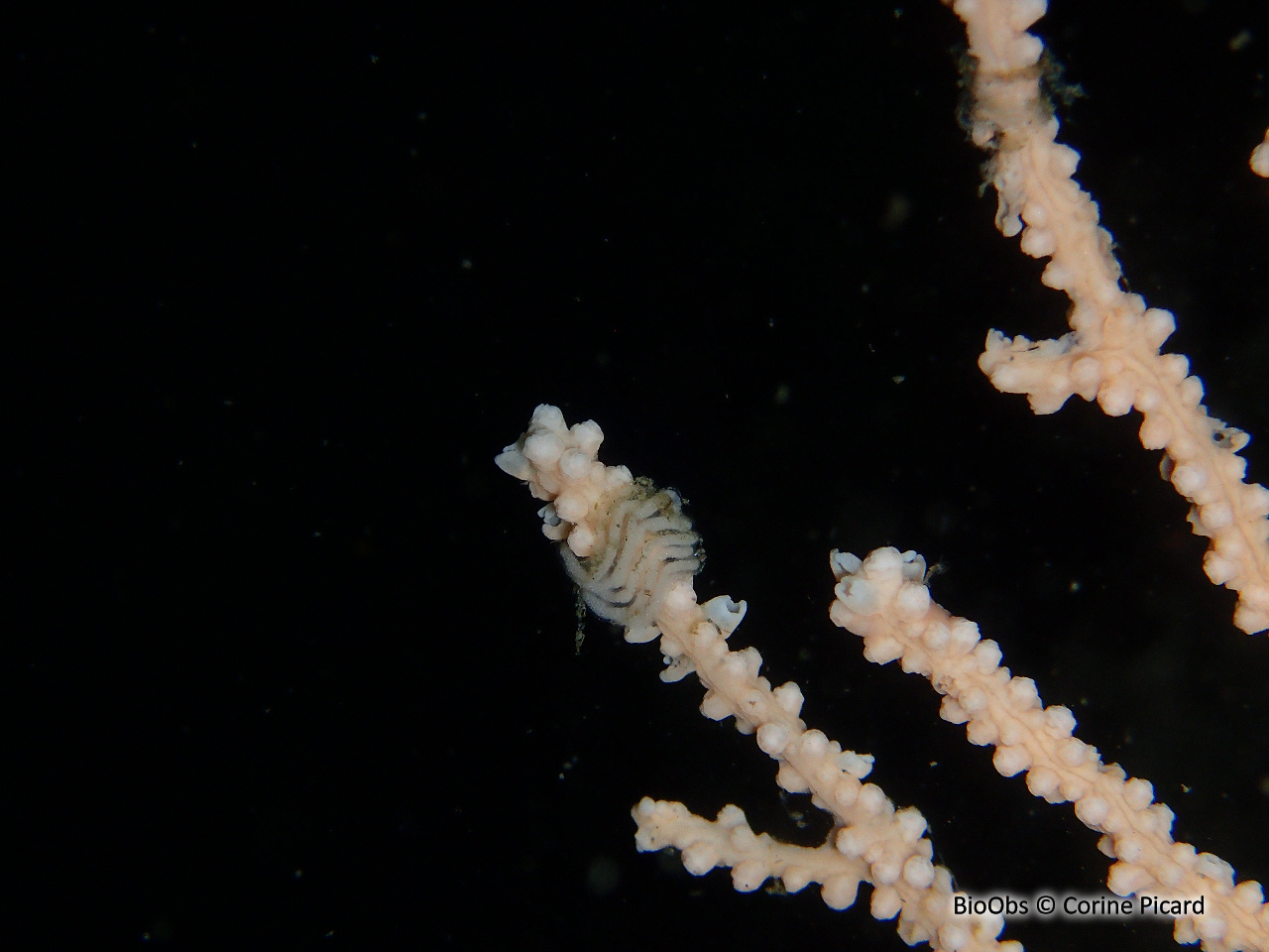 Tritonie des gorgones ponte - Duvaucelia ponte - Corine Picard - BioObs