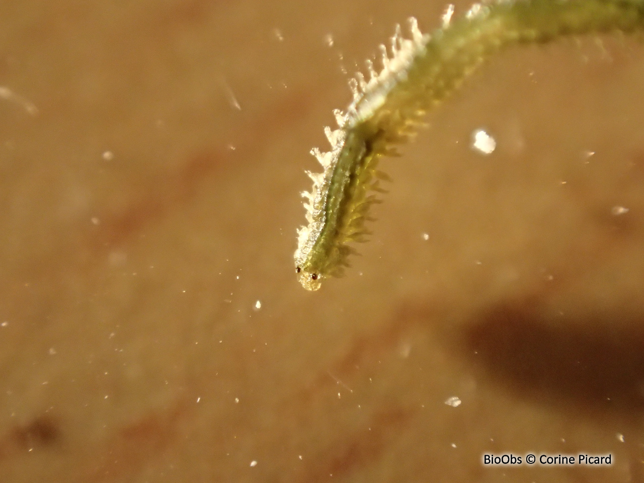 Eulalie - Eulalia clavigera - Corine Picard - BioObs