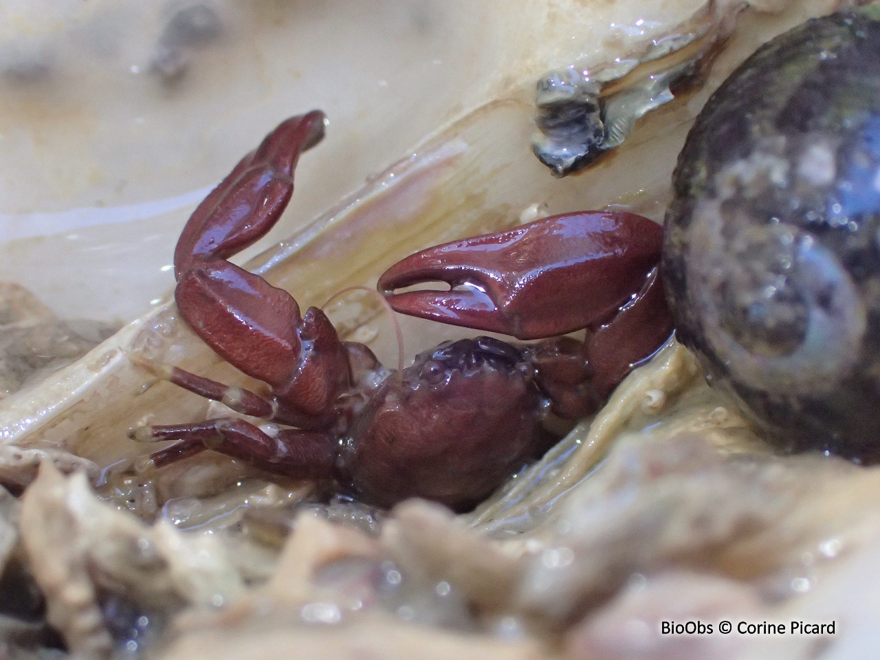 Crabe porcelaine à longues pinces - Pisidia longicornis - Corine Picard - BioObs