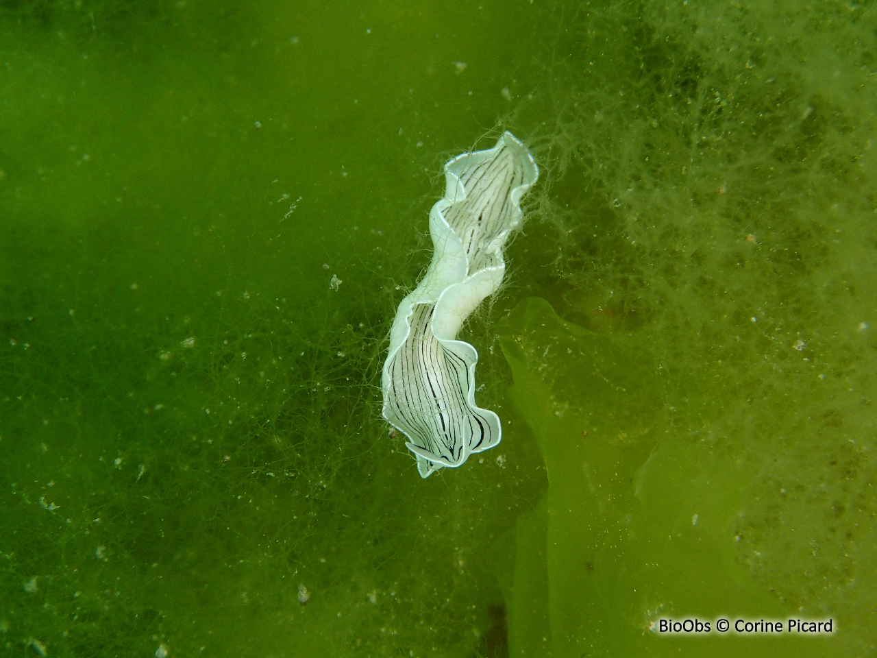 Planaire blanche - Prostheceraeus vittatus - Corine Picard - BioObs