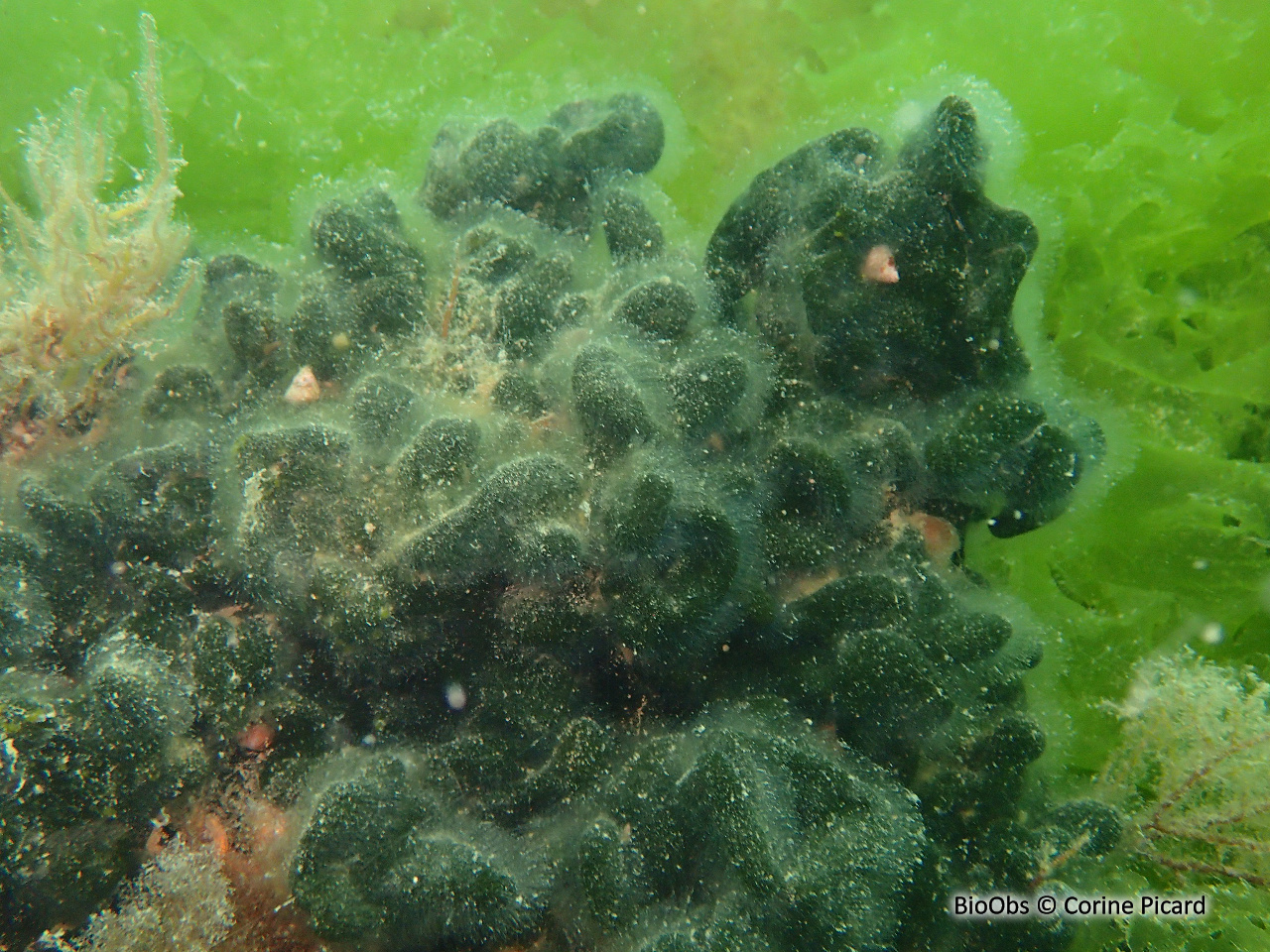 Codium étalé - Codium effusum - Corine Picard - BioObs