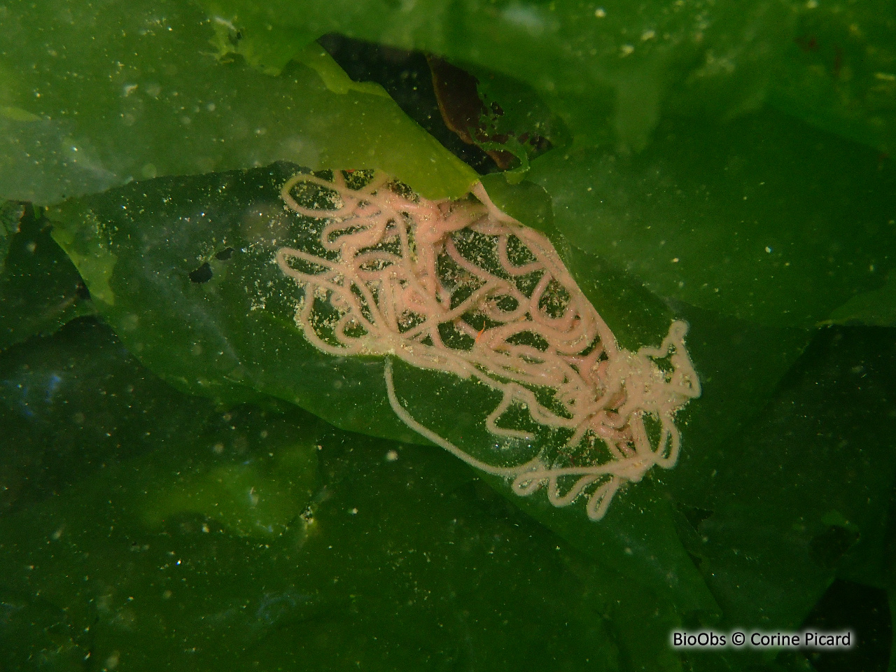 Lièvre de mer moucheté ponte - Aplysia - Corine Picard - BioObs