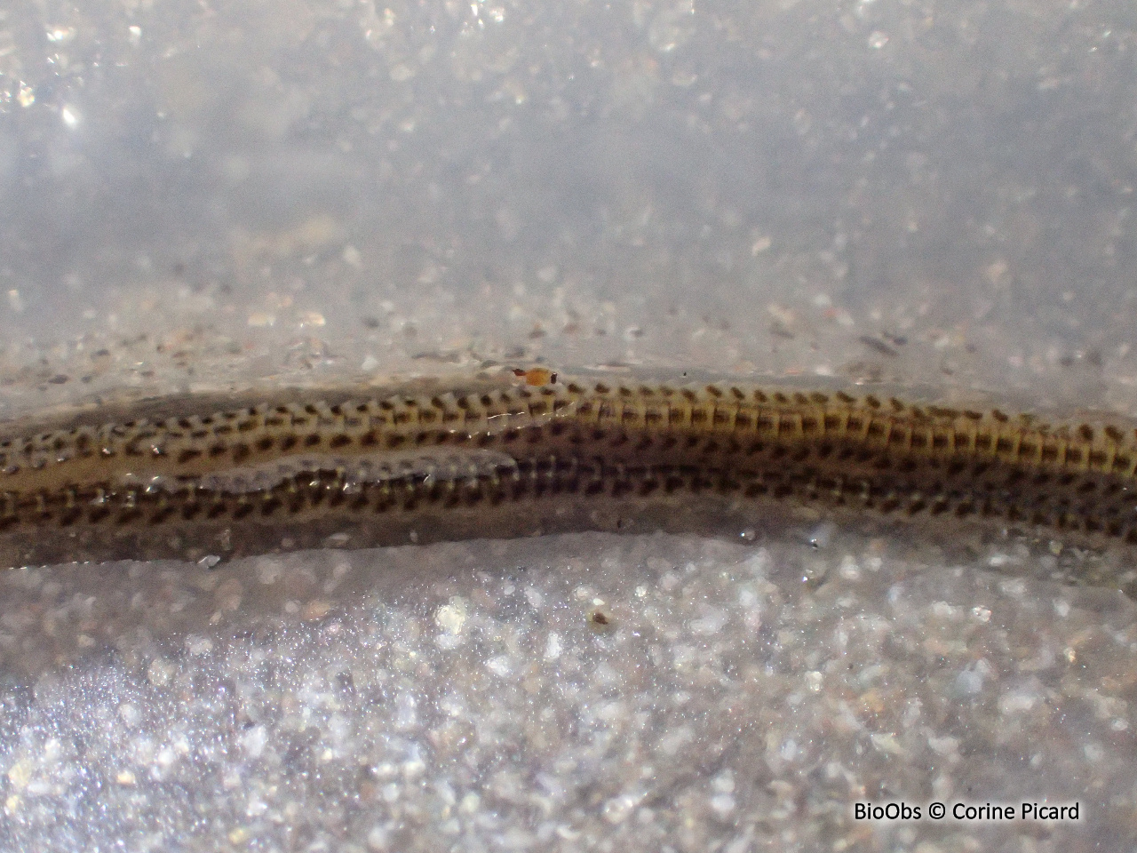 Phyllodoce tacheté - Phyllodoce maculata - Corine Picard - BioObs