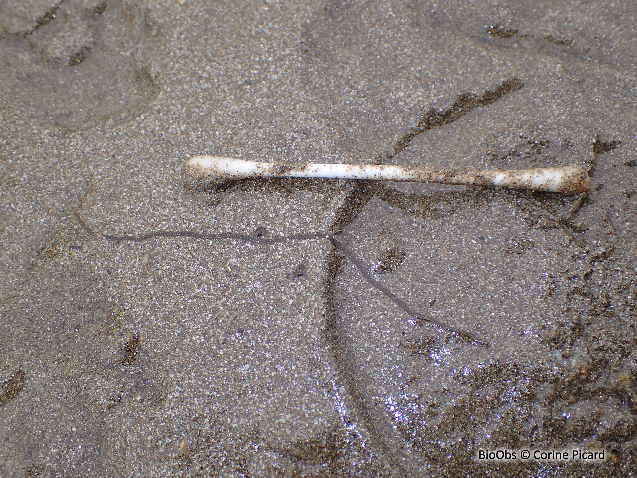 Phyllodoce tacheté - Phyllodoce maculata - Corine Picard - BioObs