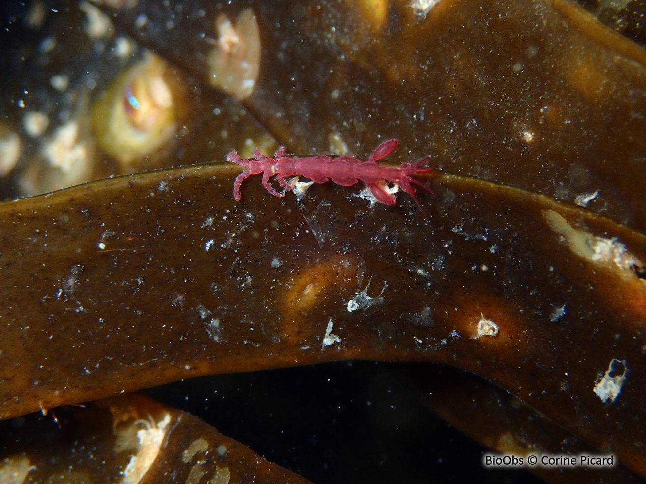 Caprelle japonaise - Caprella mutica - Corine Picard - BioObs