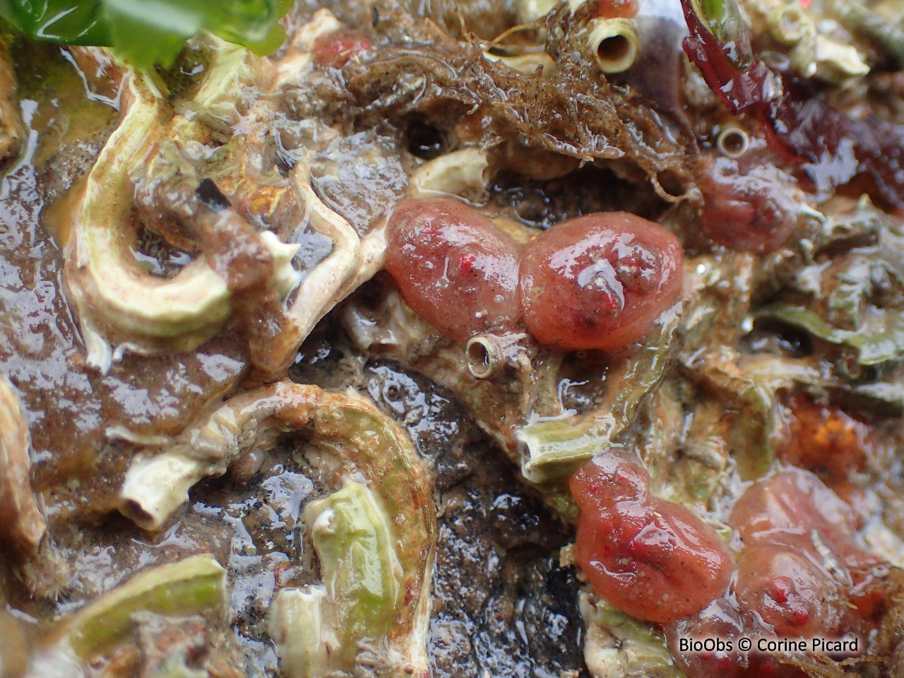 Ascidie groseille - Dendrodoa grossularia - Corine Picard - BioObs