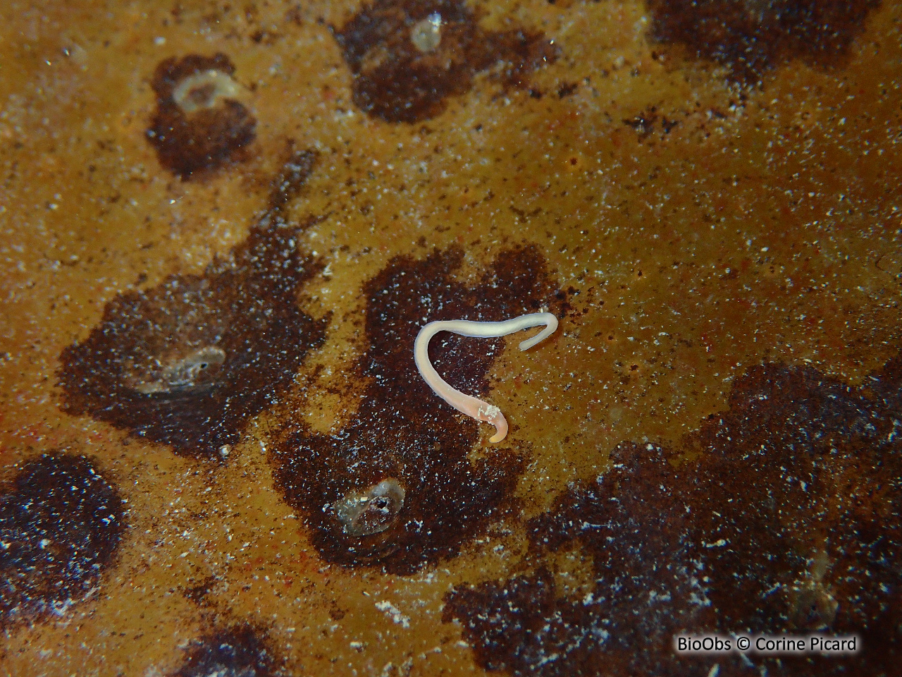 Nématomorphe - Nectonema sp. - Corine Picard - BioObs