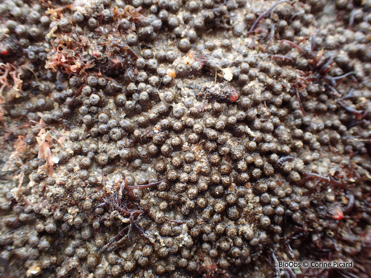 Anémone chocolat - Isozoanthus sulcatus - Corine Picard - BioObs