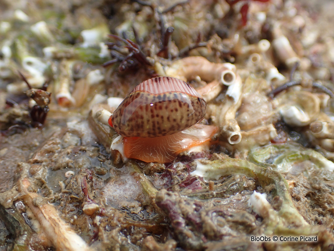 Grain de café à trois points - Trivia monacha - Corine Picard - BioObs