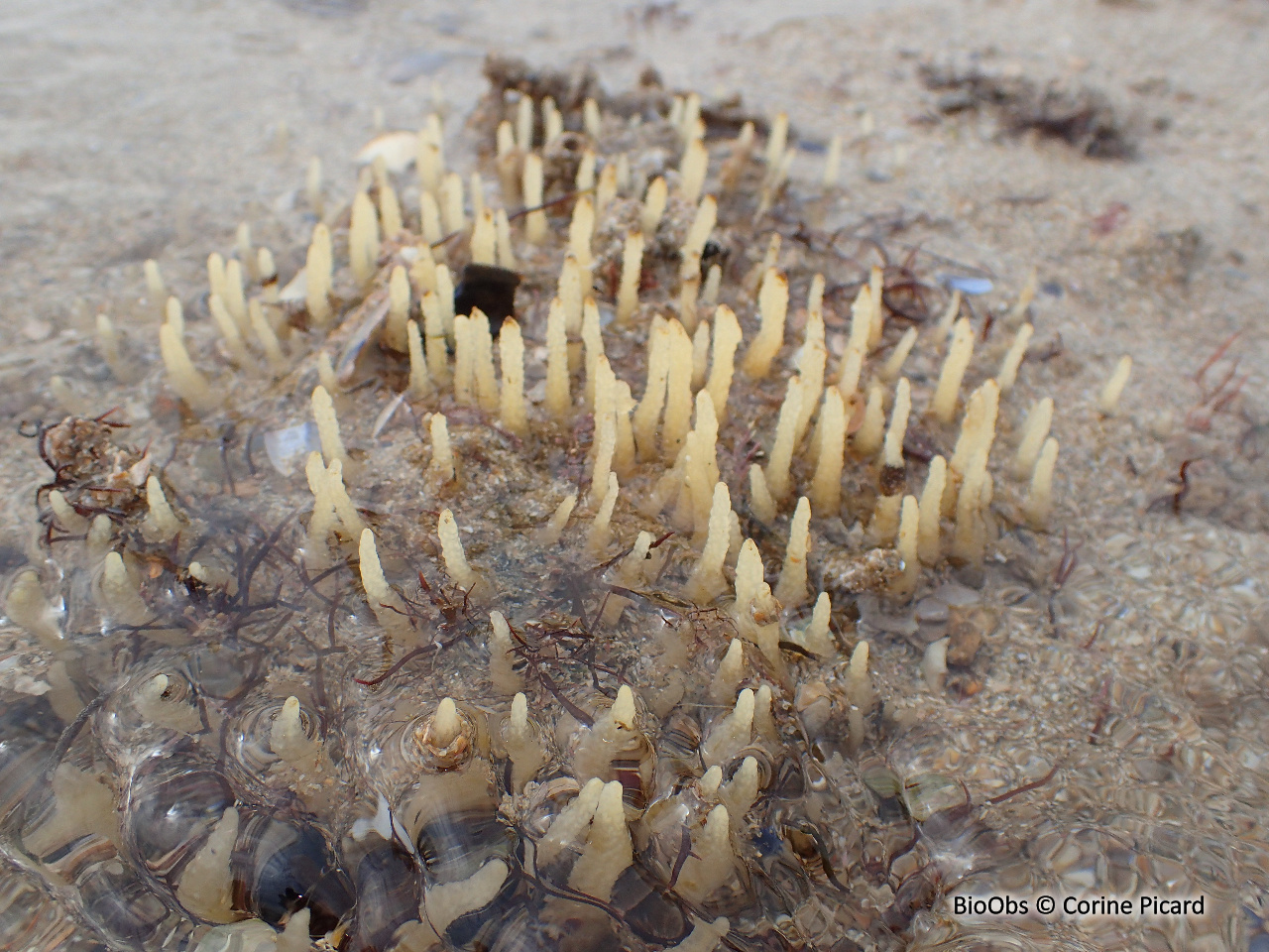 Eponge pinceau - Ciocalypta penicillus - Corine Picard - BioObs