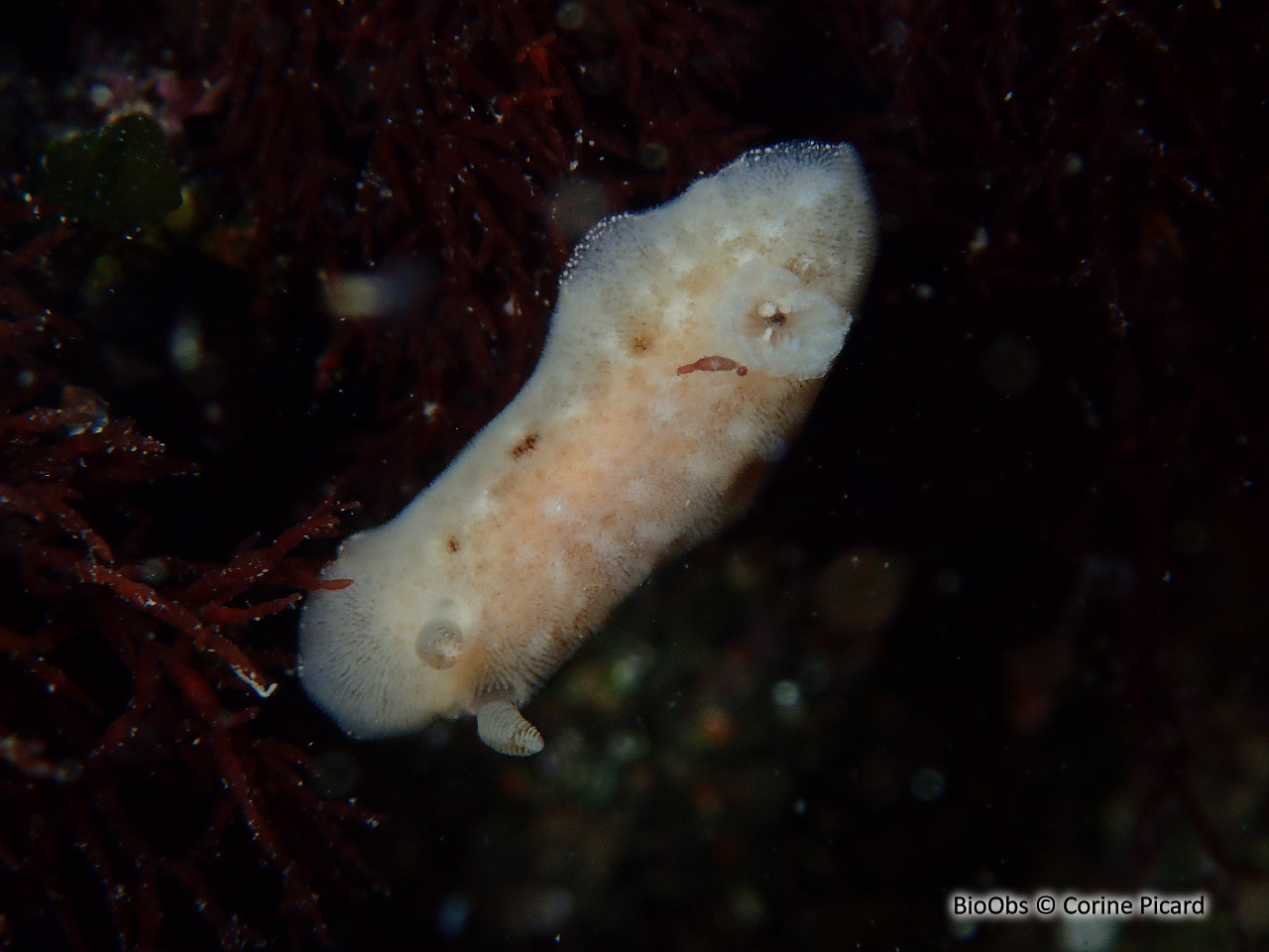 Jorunna blanche - Jorunna tomentosa - Corine Picard - BioObs