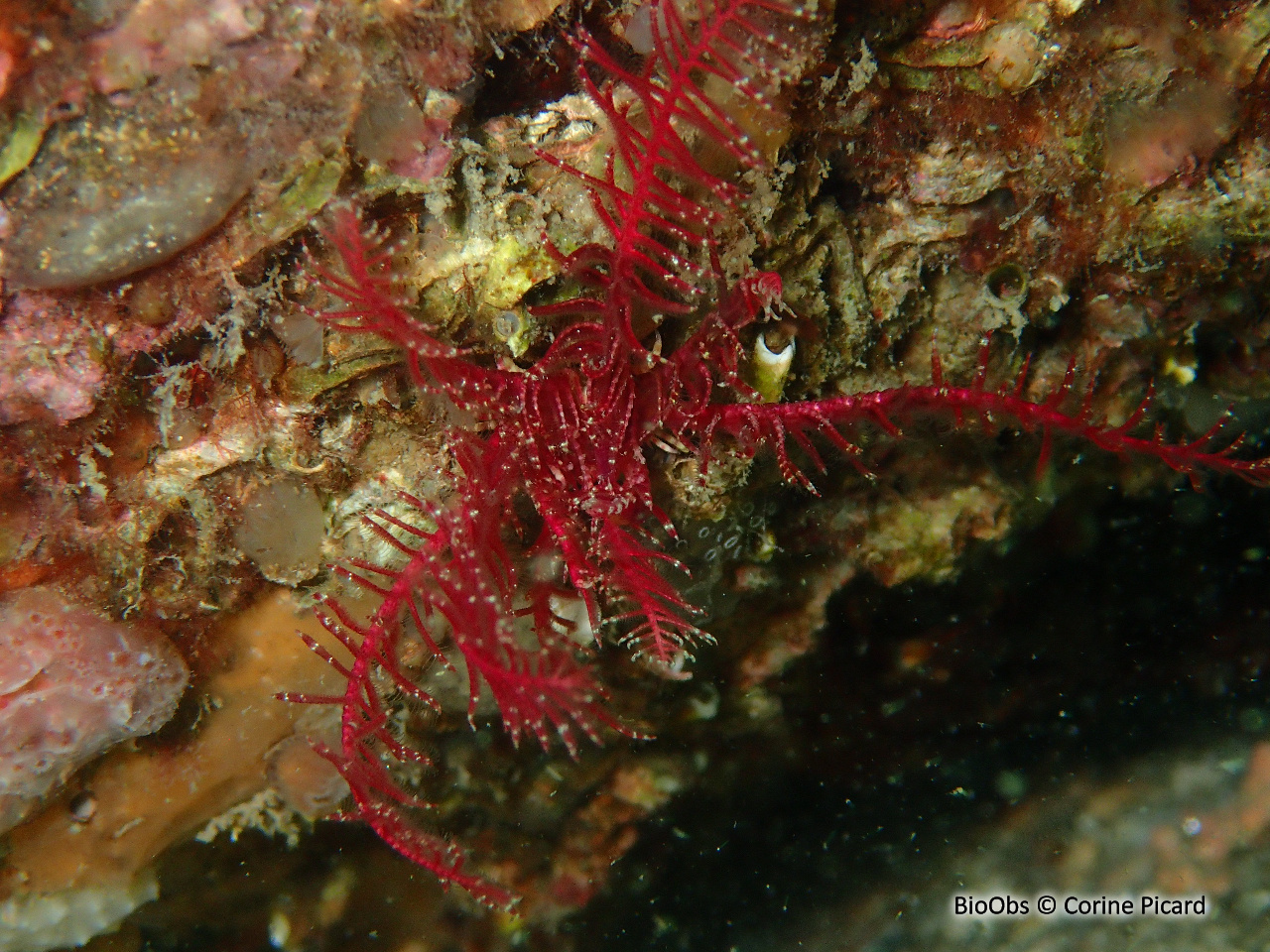 Comatule commune - Antedon bifida - Corine Picard - BioObs