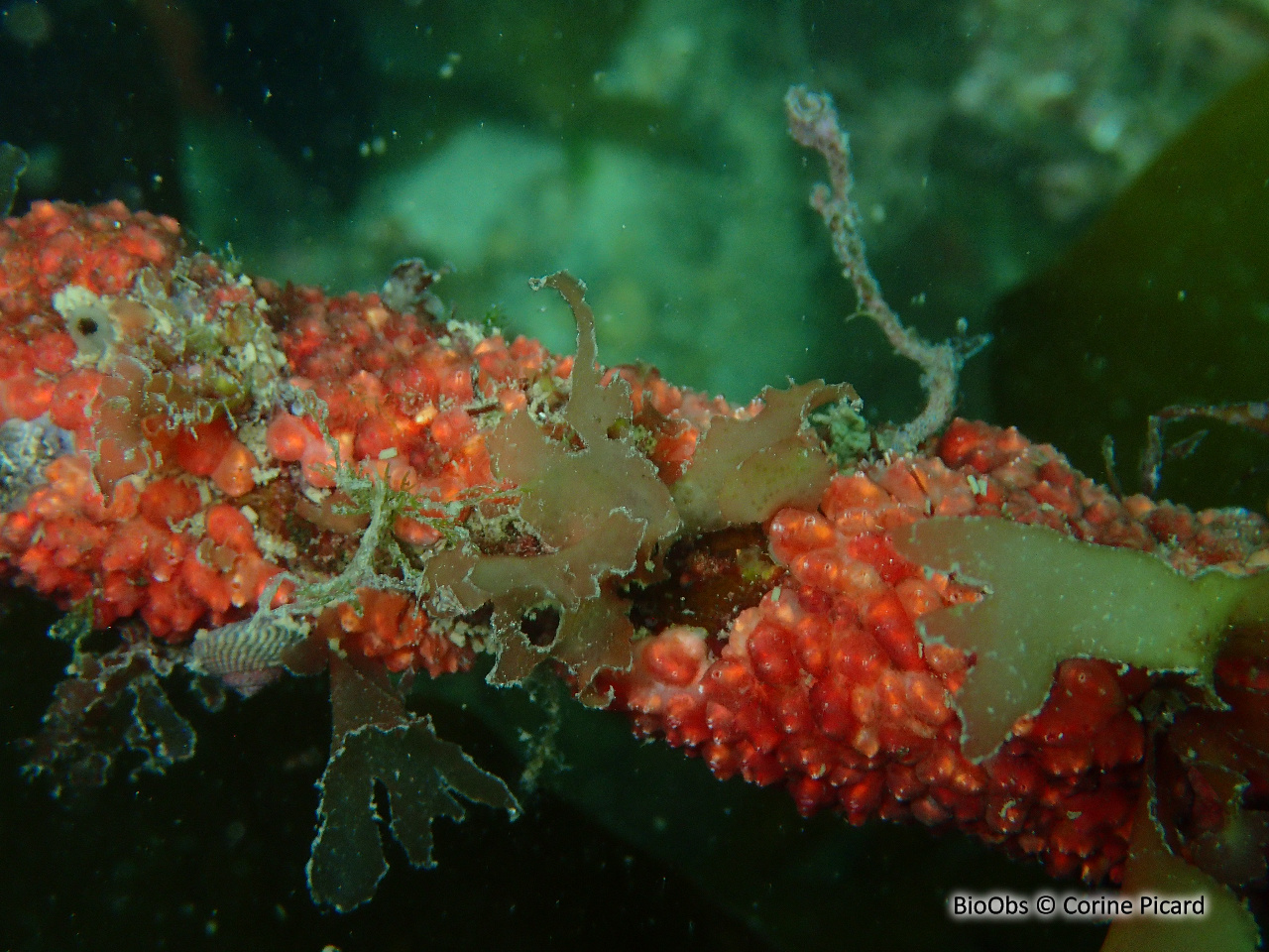 Ascidie varioleuse - Distomus variolosus - Corine Picard - BioObs