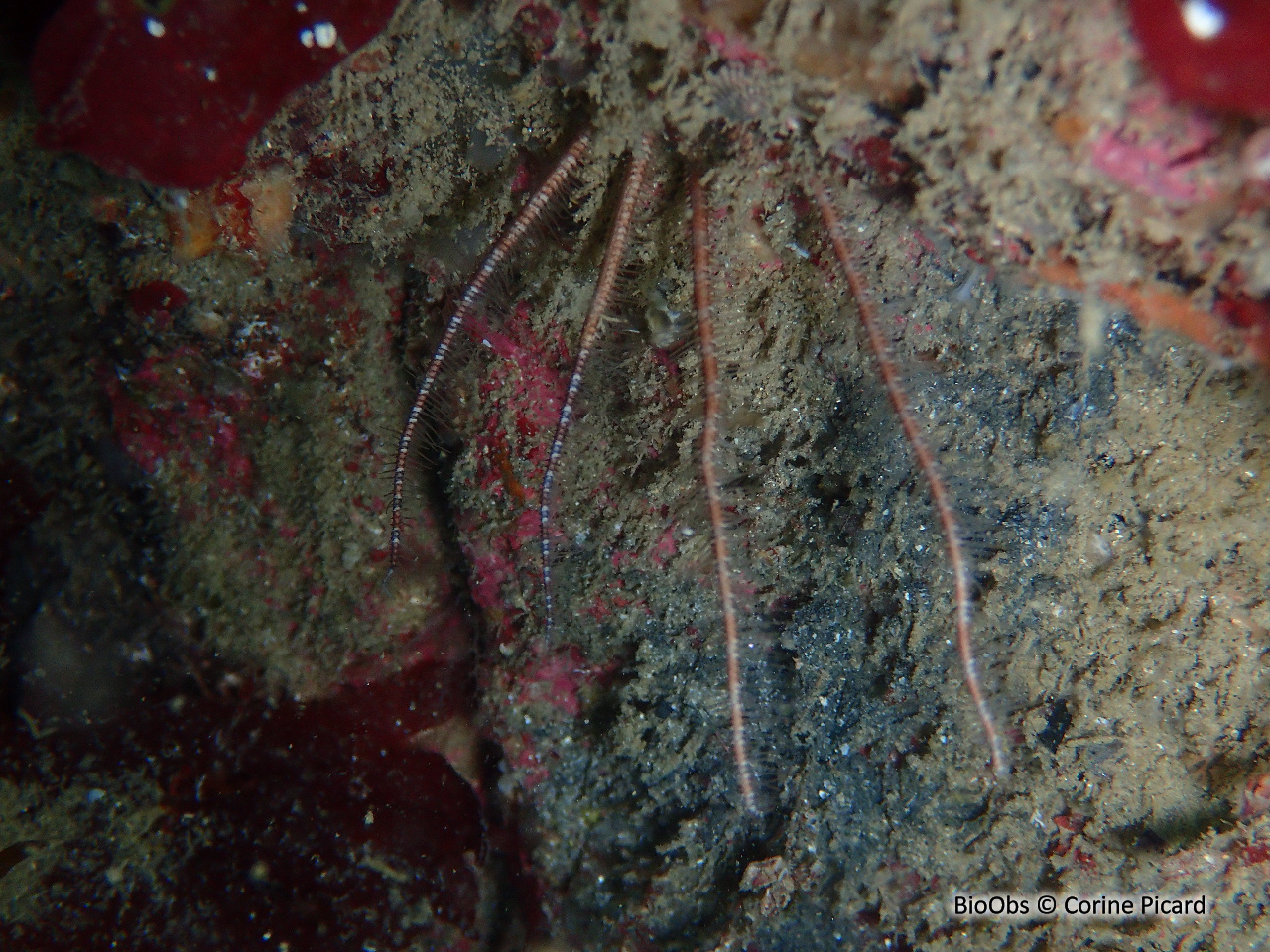 Ophiure araignée - Ophiopsila aranea - Corine Picard - BioObs