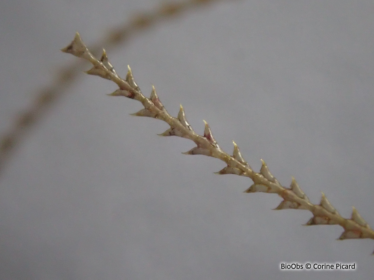 Hydraire chevelu - Amphisbetia operculata - Corine Picard - BioObs