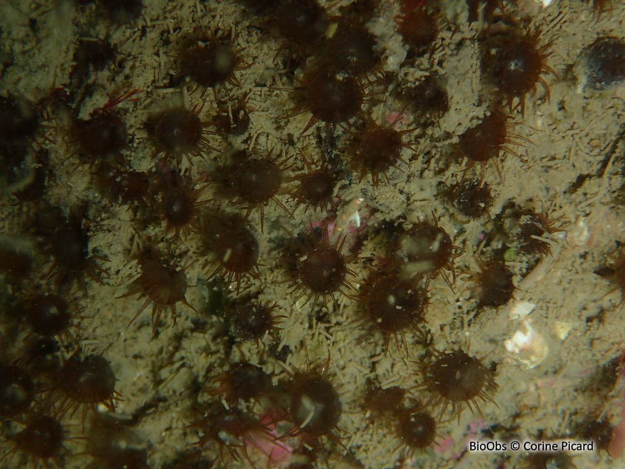 Anémone chocolat - Isozoanthus sulcatus - Corine Picard - BioObs