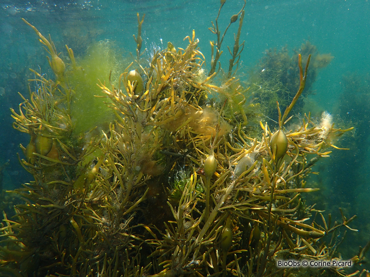 Ascophylle - Ascophyllum nodosum - Corine Picard - BioObs