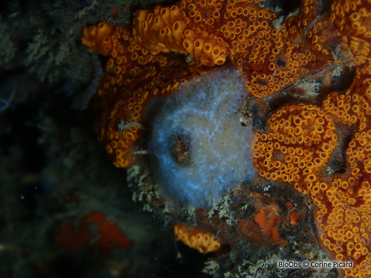 Aplidium bleu cendré - Aplidium coeruleum - Corine Picard - BioObs