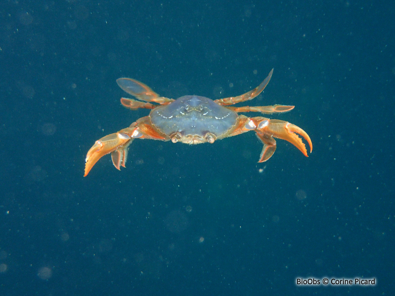 Crabe à sardine - Polybius henslowii - Corine Picard - BioObs