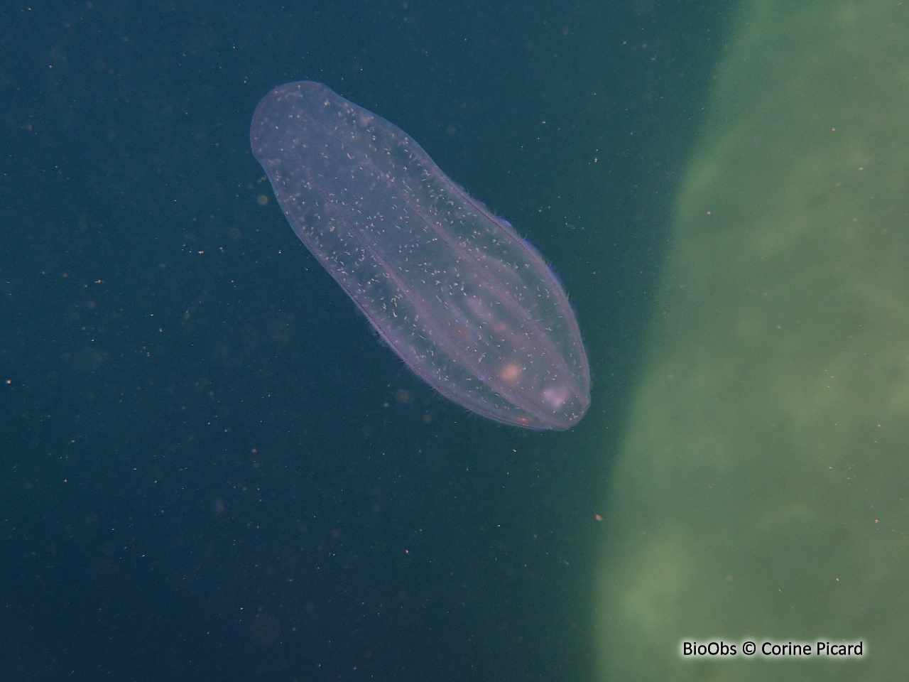 Béroé ovale - Beroe ovata - Corine Picard - BioObs