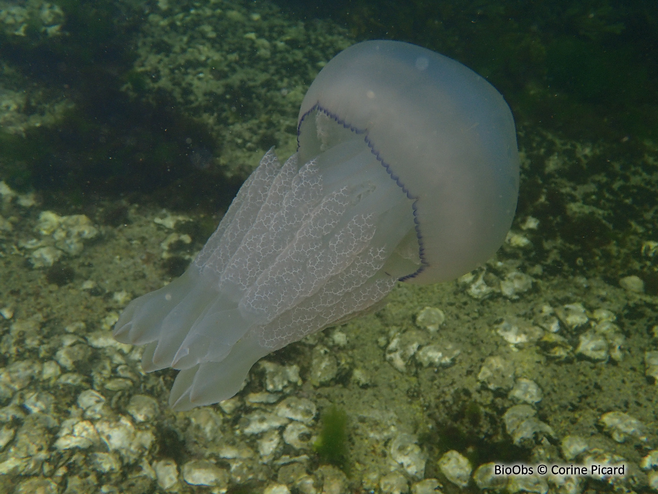 Rhizostome - Rhizostoma pulmo - Corine Picard - BioObs