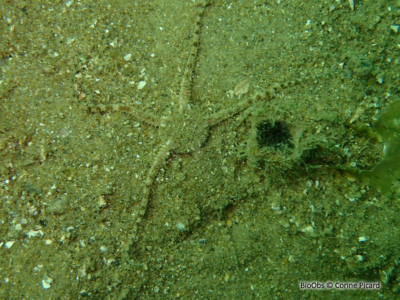 Ophiure blanche - Ophiura albida - Corine Picard - BioObs