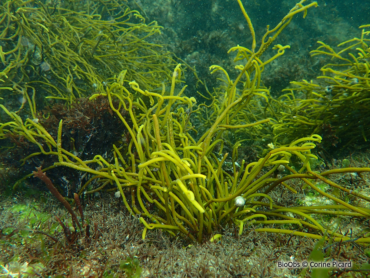 Bifurcaire - Bifurcaria bifurcata - Corine Picard - BioObs