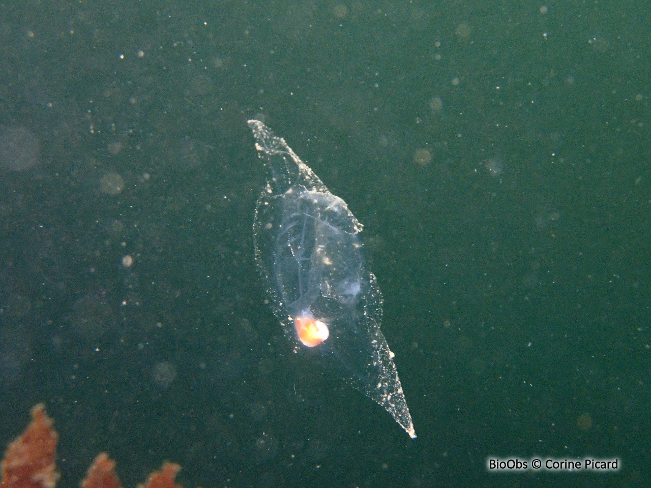 Salpe fusiforme - Salpa fusiformis - Corine Picard - BioObs