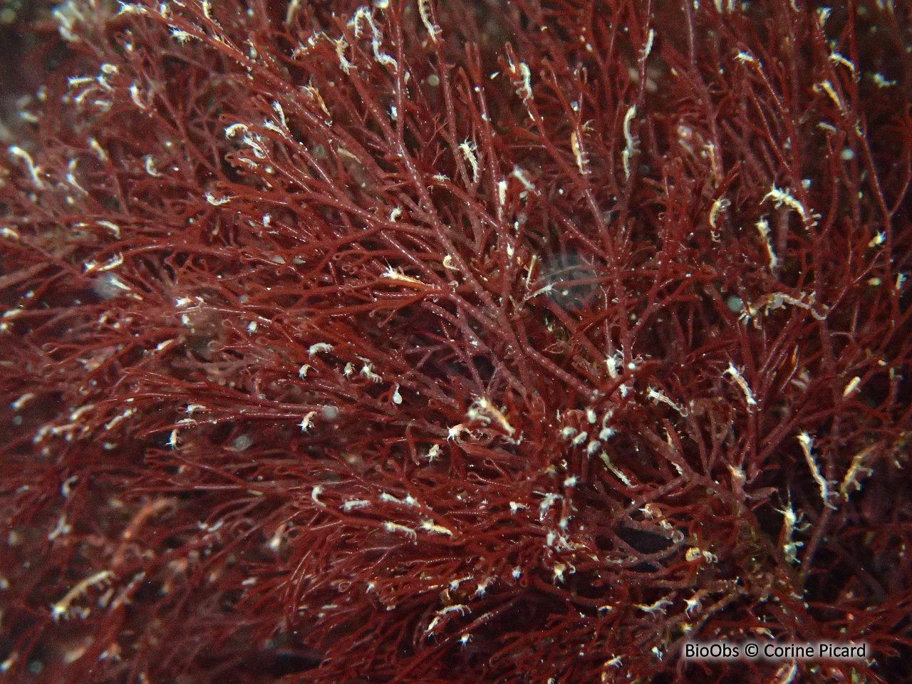 Caprelle tachetée - Caprella equilibra - Corine Picard - BioObs
