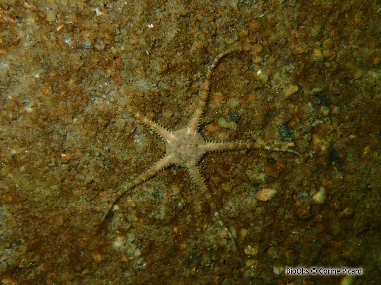 Ophiure blanche - Ophiura albida - Corine Picard - BioObs