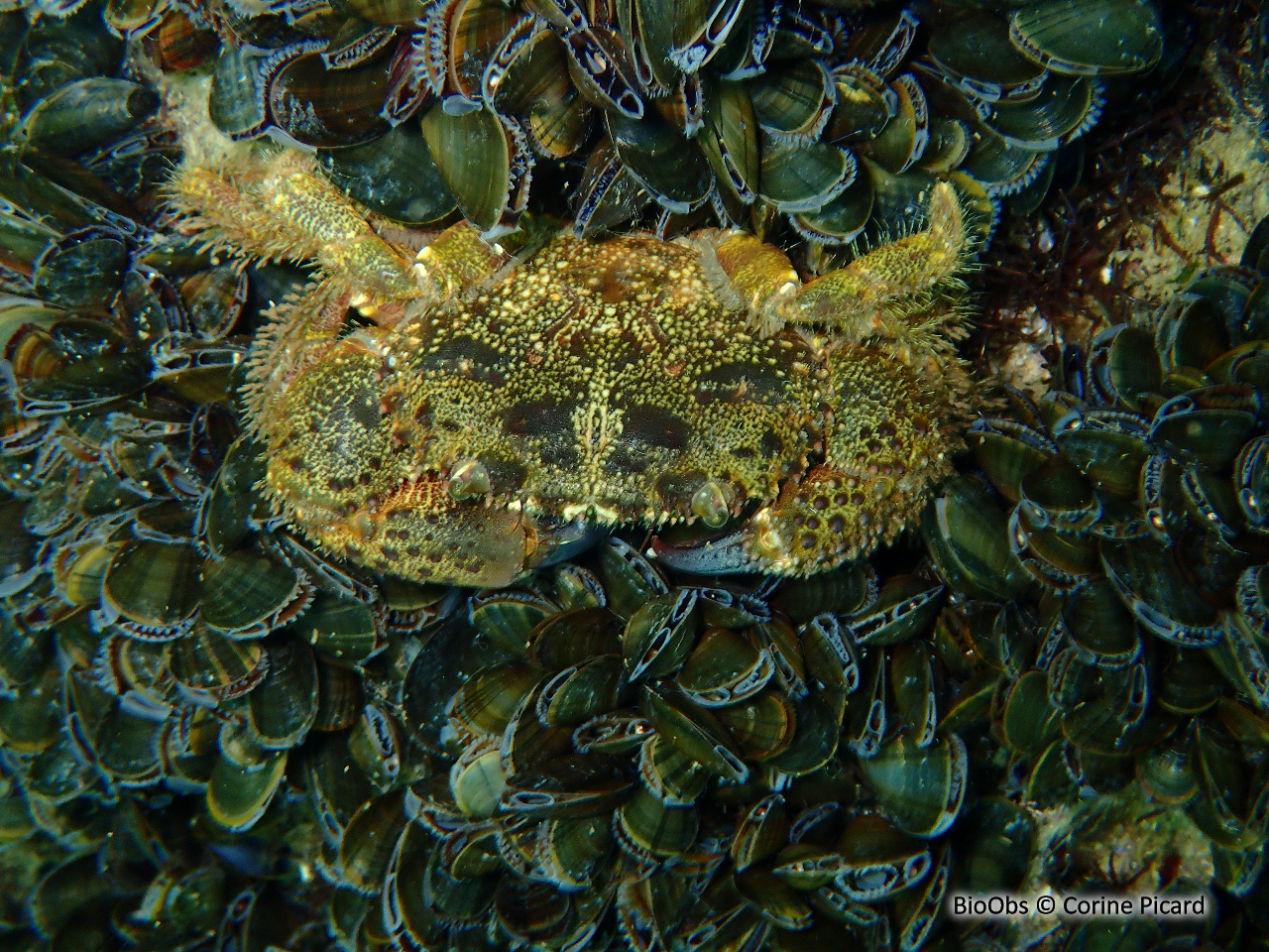 Crabe verruqueux - Eriphia verrucosa - Corine Picard - BioObs