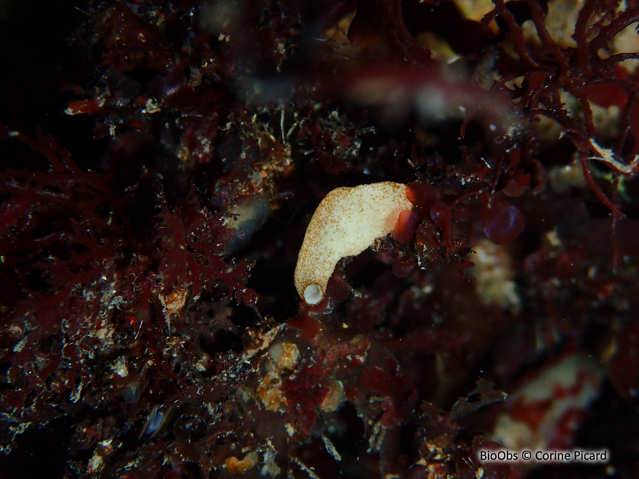 Eponge petite bourse aplatie - Grantia compressa - Corine Picard - BioObs