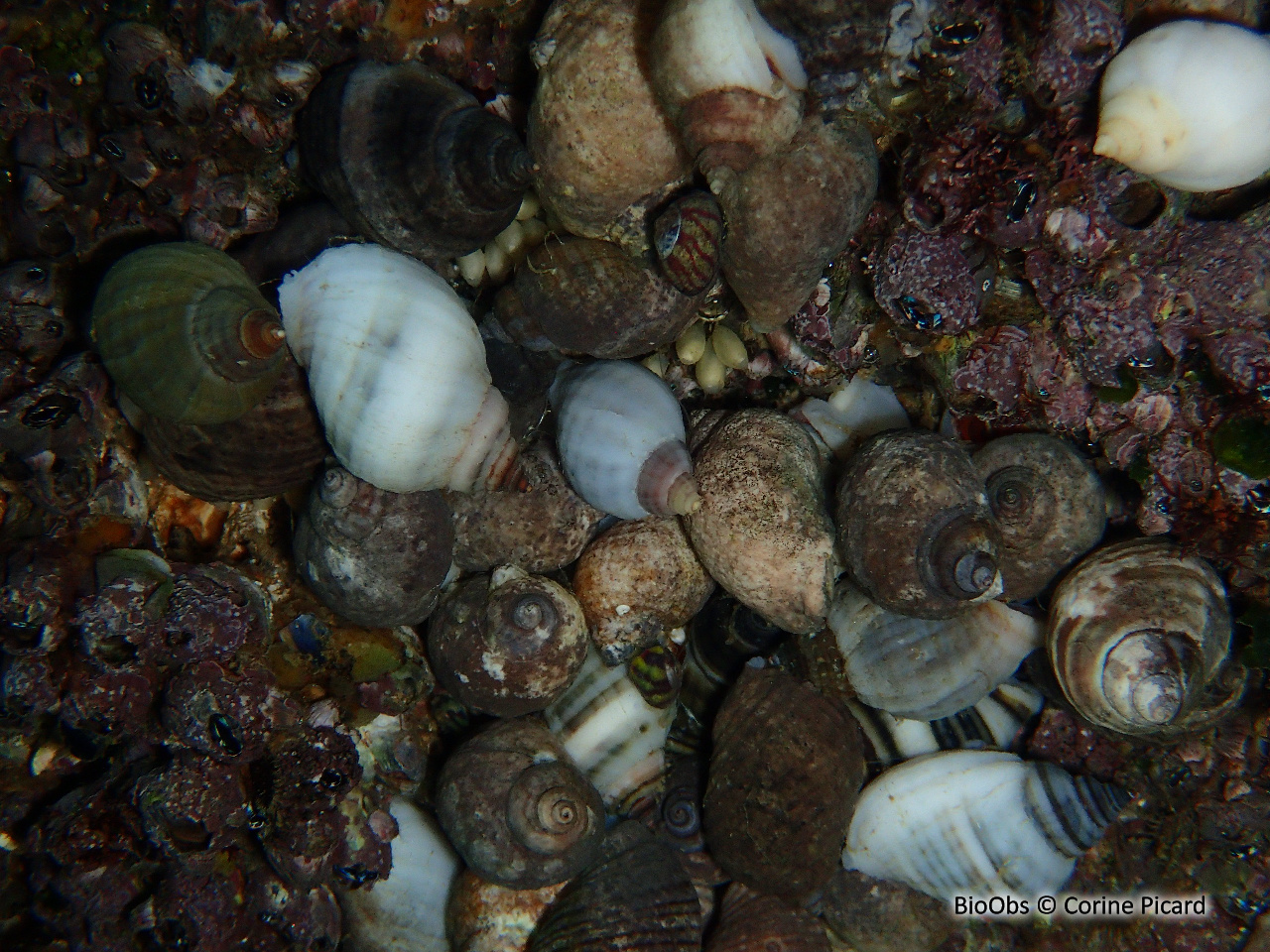 Pourpre petite pierre - Nucella lapillus - Corine Picard - BioObs