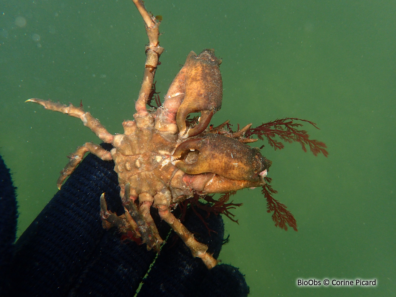 Pise à quatre dents - Pisa tetraodon - Corine Picard - BioObs